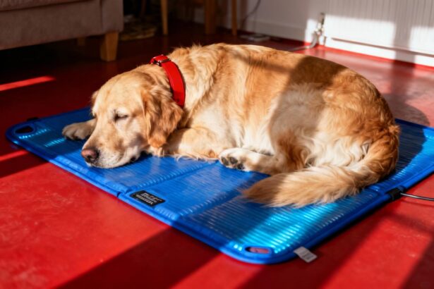 Golden retriever couché sur un tapis rafraîchissant bleu avec un collier rouge vif dans un intérieur naturel