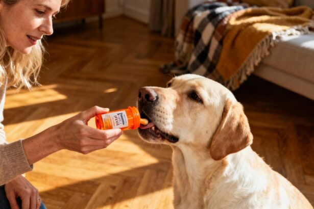 Femme européenne donnant un complément articulaire à un labrador dans un intérieur chaleureux éclairé par la lumière dorée