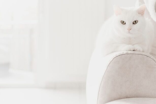Répulsif chat remède de grand-mère : solutions douces, limites et sécurité
