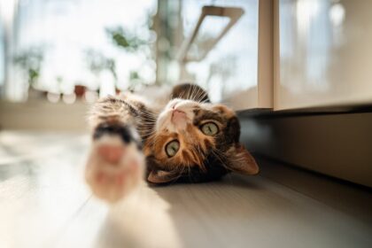 chat anxieux