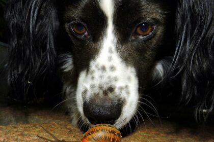 nouveaux animaux de compapnie