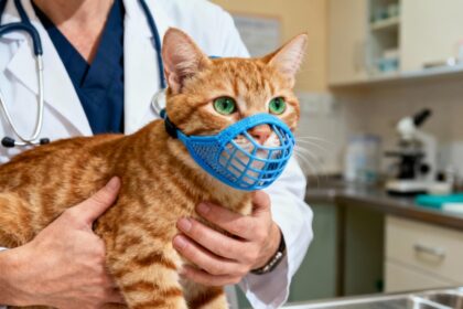Vétérinaire européen tenant avec douceur un chat roux portant une muselière bleue dans une clinique lumineuse