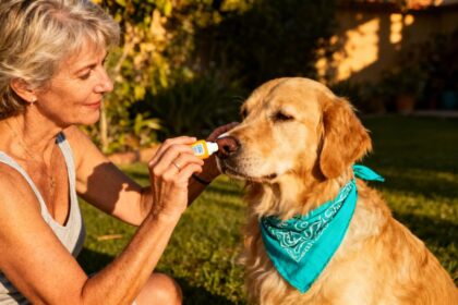 Femme de 55 ans appliquant de la crème solaire sur le nez de son golden retriever dans un jardin ensoleillé