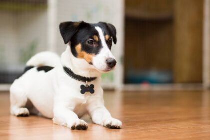 collier petit chien