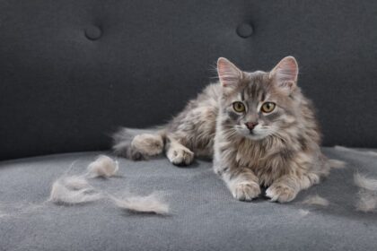 huile poil chat