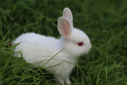 lapin ou hamster
