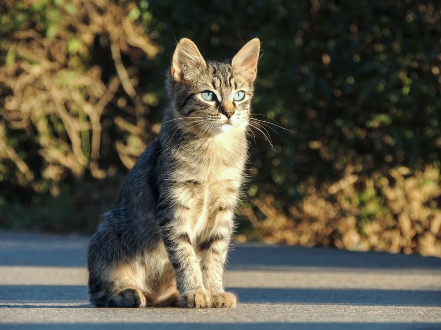 Chaton qui éternue : causes fréquentes, signes d’alerte et bons réflexes