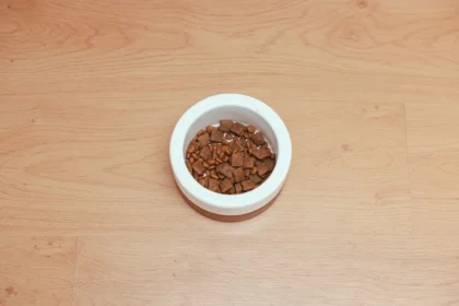 Bol de nourriture pour animaux